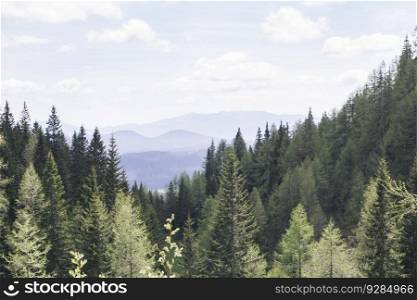 Pine forest on mountain Pokljuka, Slovenia