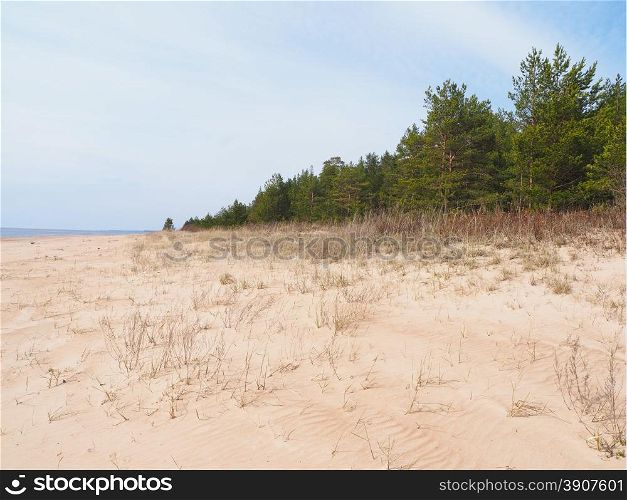 pine forest on sand