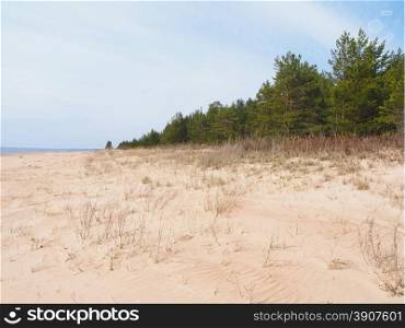 pine forest on sand