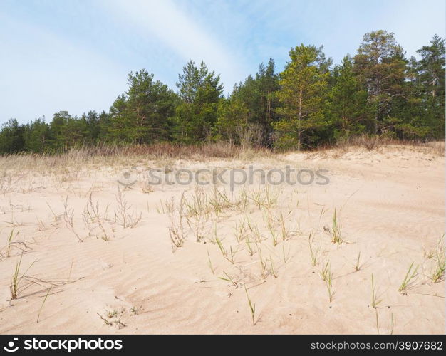 pine forest on sand