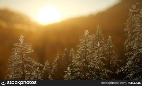 Pine forest on sunrise with warm sunbeams