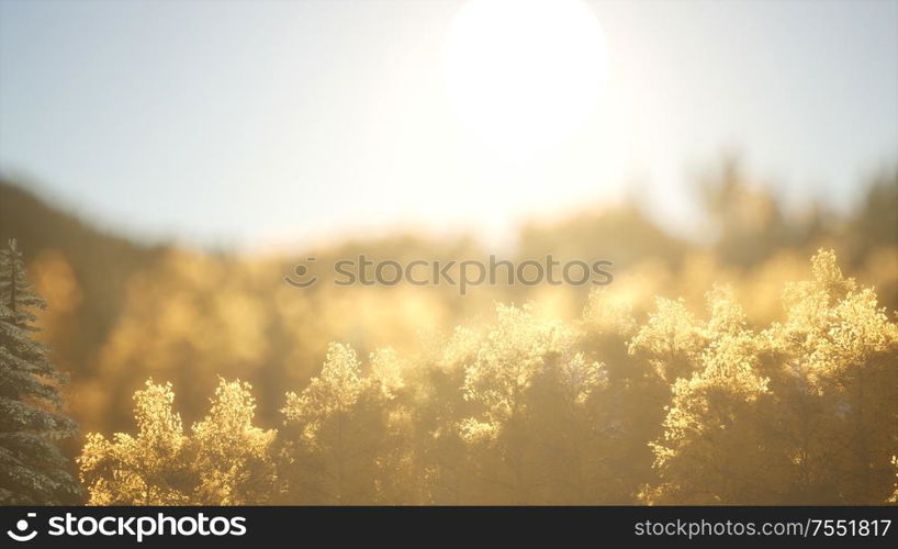 Pine forest on sunrise with warm sunbeams