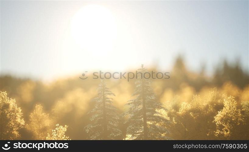 Pine forest on sunrise with warm sunbeams