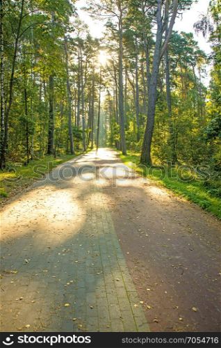 Pine forest on the Baltic sea coast in Poland