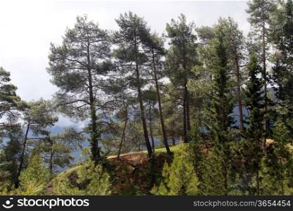 Pine forest on the Lycian way near Gedelme, Turkey