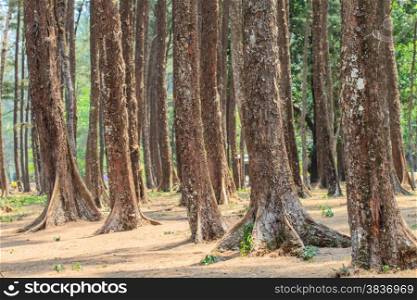 Pine forest.Pine trees in the forest