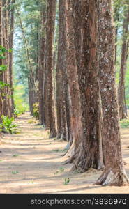 Pine forest.Pine trees in the forest