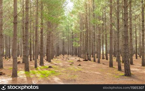 Pine Forest Plantation on a misty morning in Tokai Cape Town, South Africa