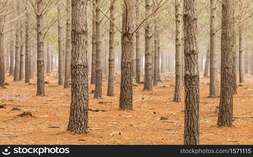 Pine Forest Plantation on a misty morning in Tokai Cape Town, South Africa