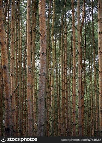 Pine forest. tall pine trees in a coniferous forest