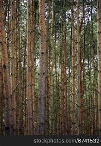 Pine forest. tall pine trees in a coniferous forest