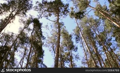 pine forest treetops