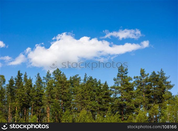Pine forest under cumulus cloud on blue sky in Norway.