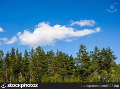 Pine forest under cumulus cloud on blue sky in Norway.