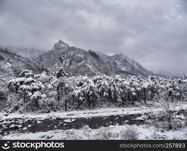 Pine forest under the snow and big mountains on the background. Seoraksan National Park, South Korea. Winter 2018