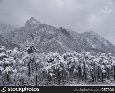Pine forest under the snow and big mountains on the background. Seoraksan National Park, South Korea. Winter 2018