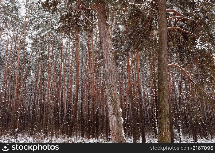 pine forest, winter, snow. winter pine forest. the greatness of the forest.. pine forest, winter, snow. winter pine forest. the greatness of the forest