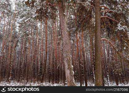 pine forest, winter, snow. winter pine forest. the greatness of the forest.. pine forest, winter, snow. winter pine forest. the greatness of the forest