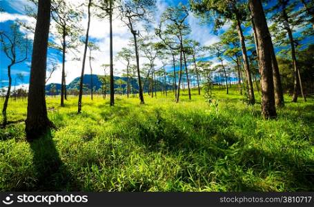 Pine forest with mist and Green field