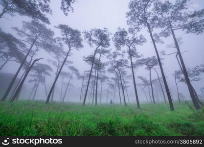 Pine forest with mist and wildflowers field