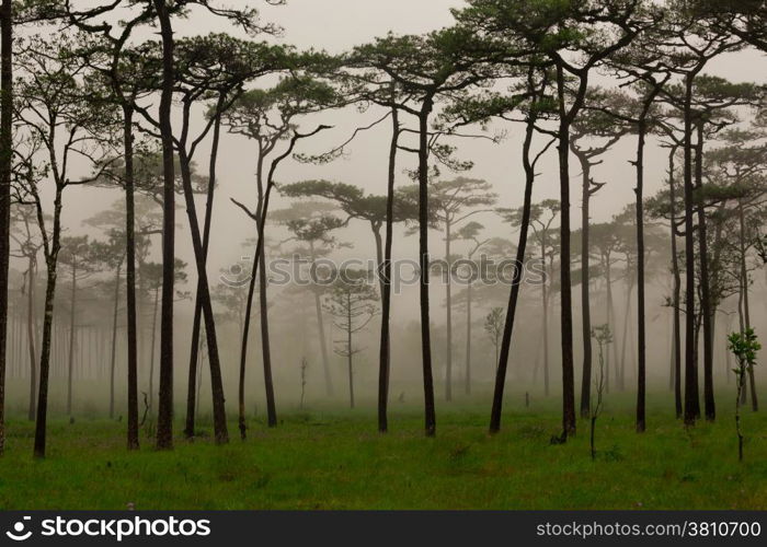 Pine forest with mist and wildflowers field