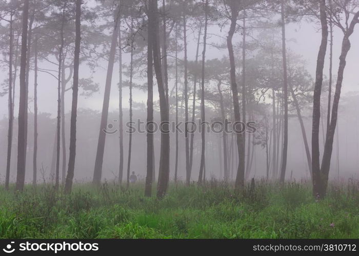 Pine forest with mist and wildflowers field