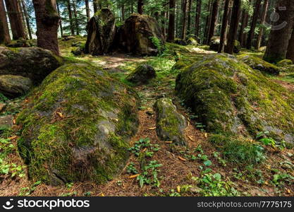 Pine forest with rocks. Manali, Himachal Pradesh India. Pine forest with rocks and green moss