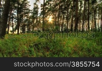 Pine forest with the last of the sun shining through the trees. Timelapse Shot Motorized Slider.
