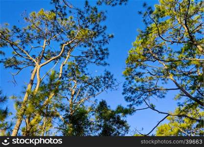 Pine green forest background in a sunny day.