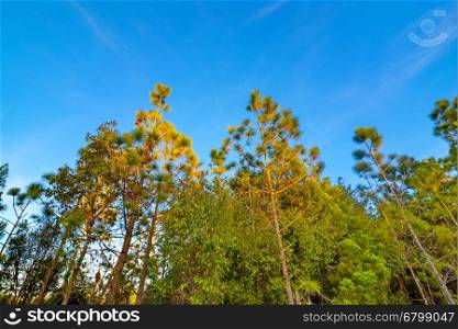 Pine green forest background in a sunny day.