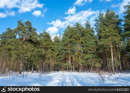Pine Grove on a sunny March day with white clouds against a blue sky.