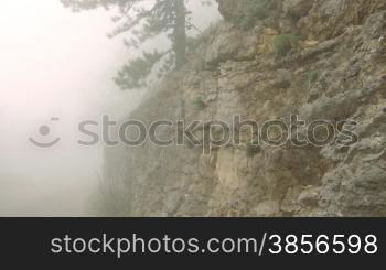 Pine in fog on mountain slope.