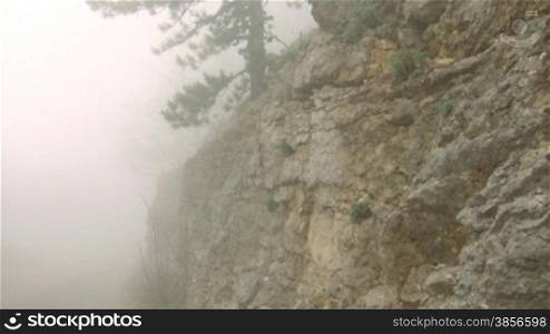 Pine in fog on mountain slope.