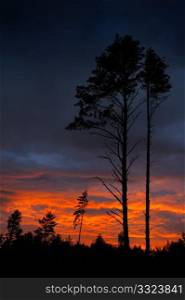 Pine in last beams of a sunset and low clouds.