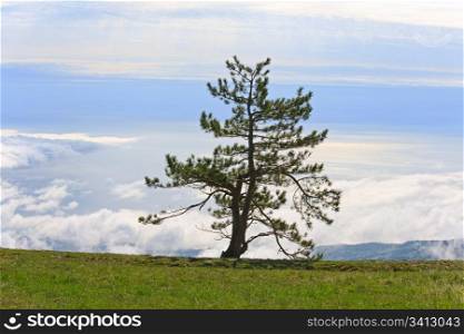 pine lonely tree on overcast sky and sea background