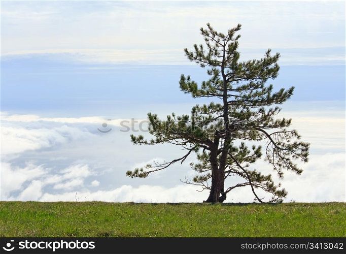 pine lonely tree on overcast sky background