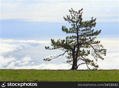 pine lonely tree on overcast sky background