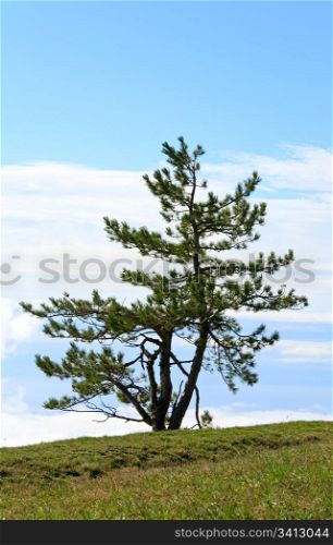 pine lonely tree on sky background