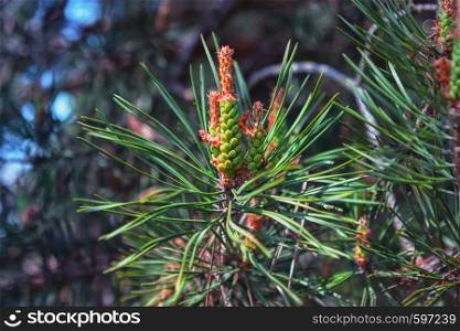 Pine male cones among needles close-up on a coniferous branch during flowering at sunny spring day. Selective focus, blurred vignette.