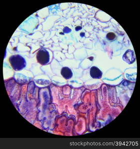 Pine needle cross-section under the microscope, background, (Pinus ...