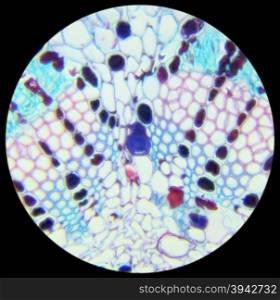 Pine needle cross-section under the microscope, background, (Pinus)