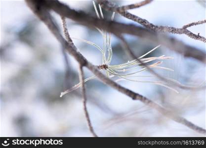Pine needles, covered in a layer of icy frost, dance against the blue sky of a winter morning.. Frozen Pine Needles