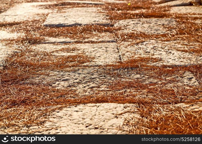 pine needles in arykanda antalya turkey asia and ruins