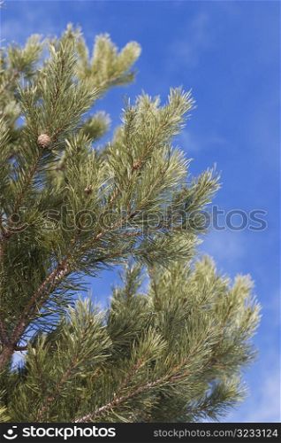 Pine needles on a tree