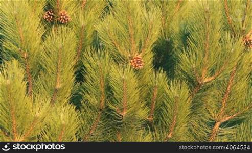 pine of the branches and cones