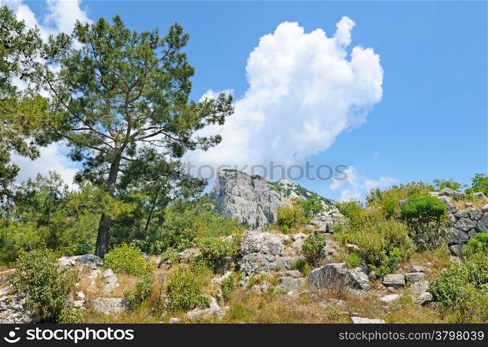 Pine on a mountainside and blue sky