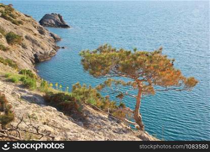 Pine on the edge of mountain and sea. Nature landscape.