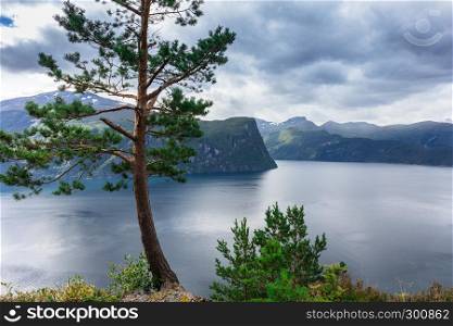 pine on the shore of the fjord. Norway