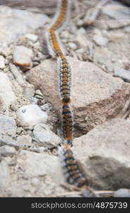 Pine processionary caterpillars in a row