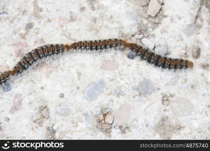 Pine processionary caterpillars in a row